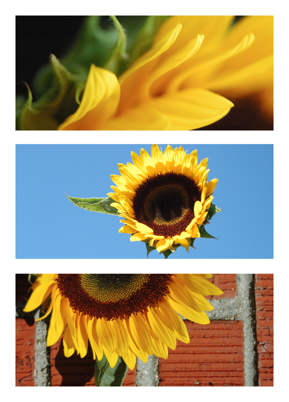 The Many Sides of a Sunflower