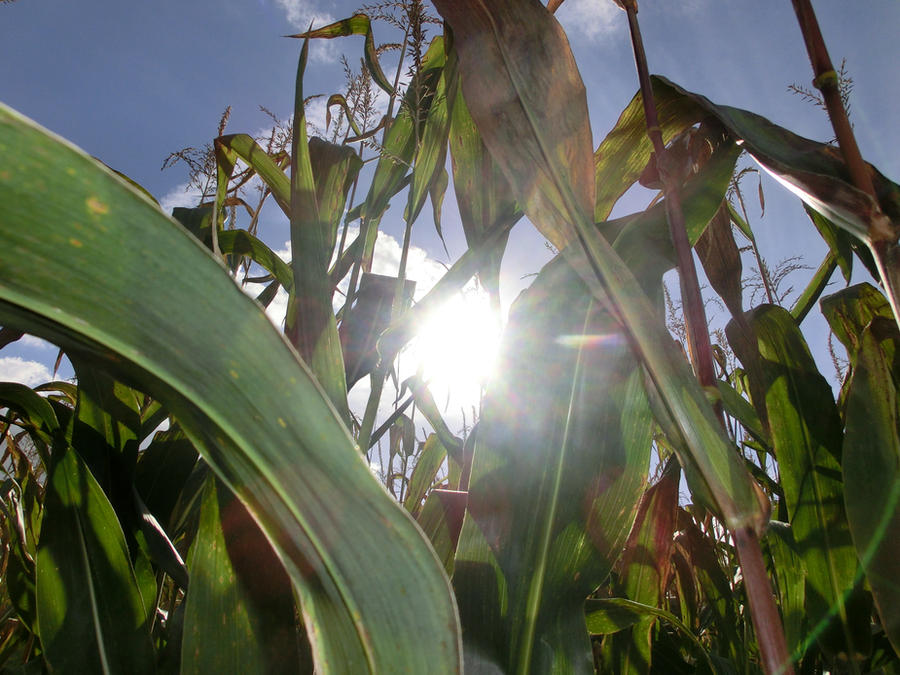 Autumn morning on the cornfield