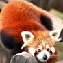 Red Panda