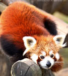 Red Panda by Havidor