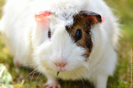 Guinea Pig