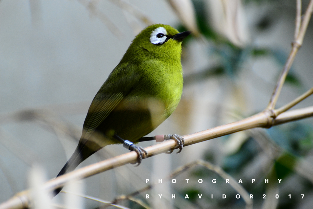 Bamboo and Bird