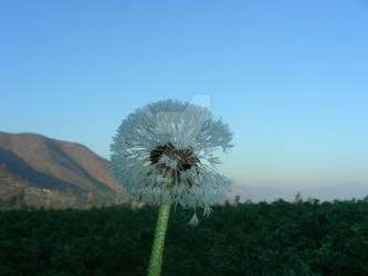 Dandelion