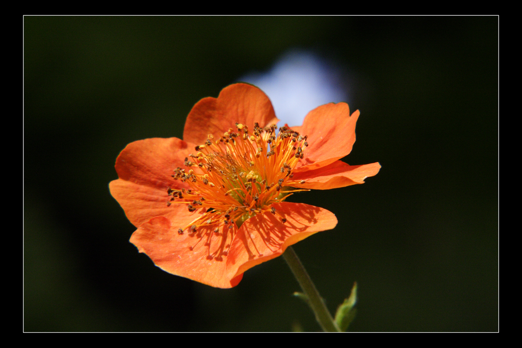 Geum