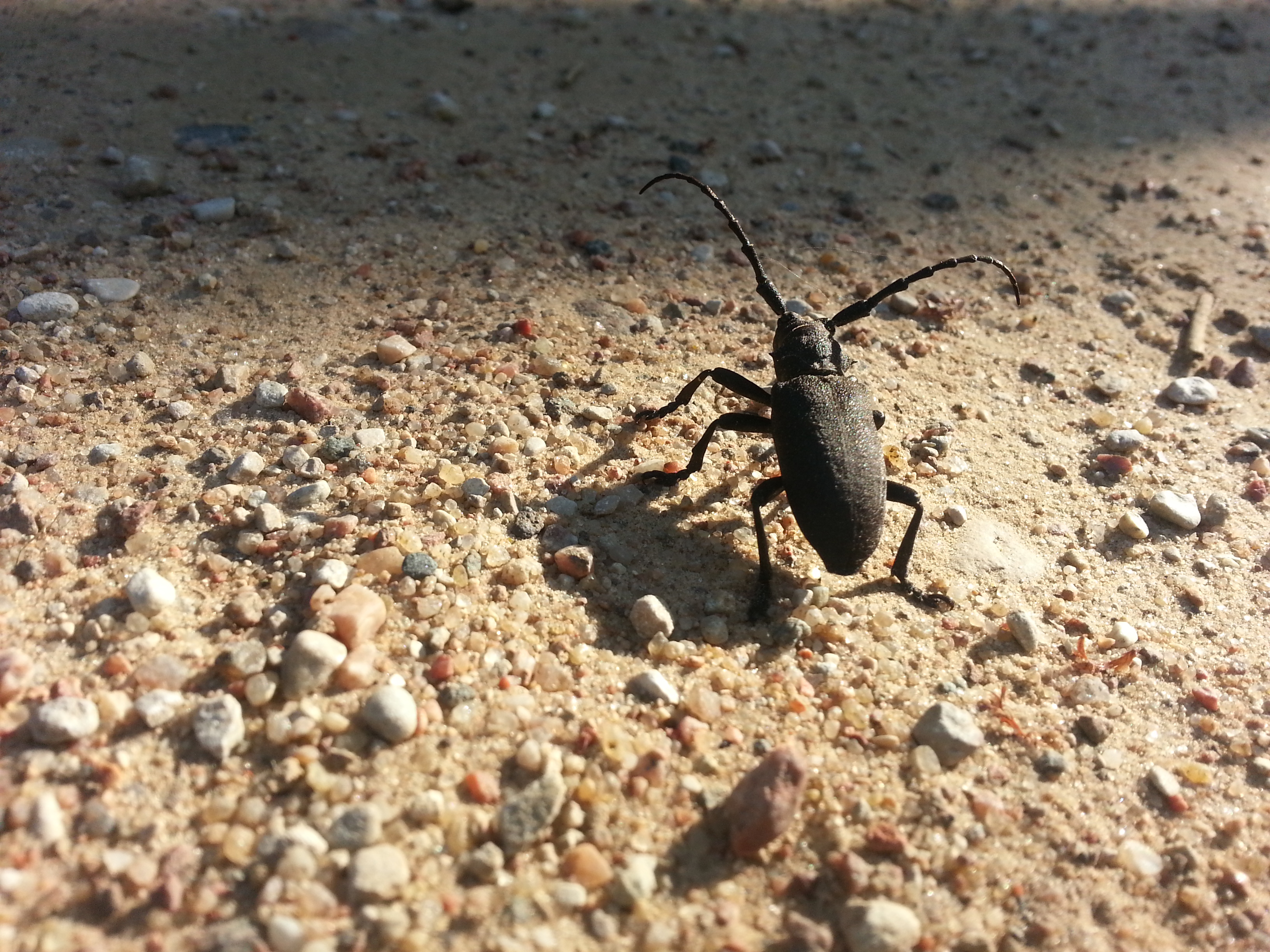 big black bug :)