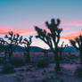 Joshua Tree Twilight