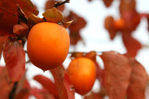 Persimmons II