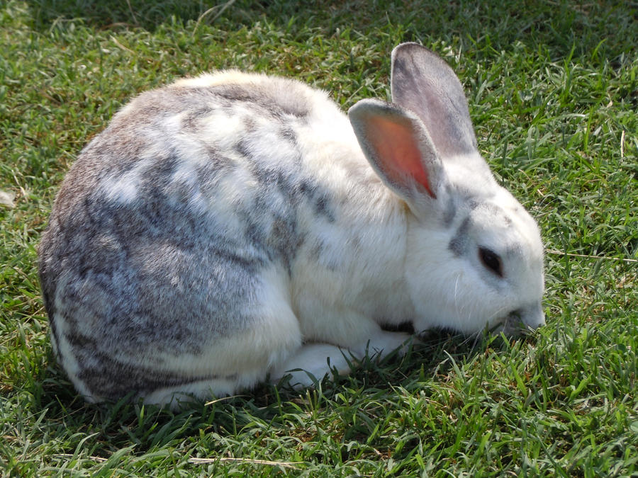 Nile Rabbit Nilla the Bunny by necoconeco-101 on DeviantArt