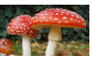 Amanita muscaria stamp