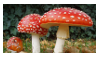 Amanita muscaria stamp