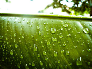 Raindrops on the Leaf