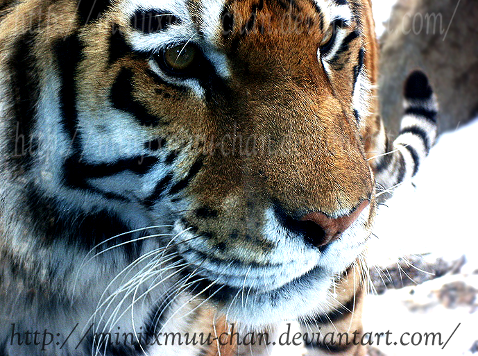 Tiger Close up