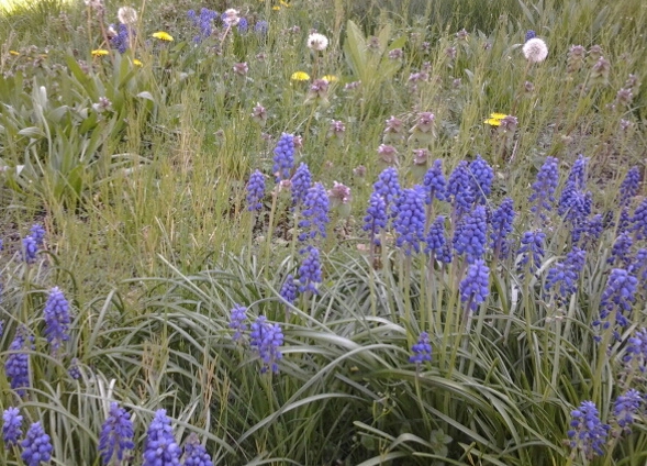 Flower Field Detail