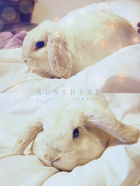 My Rabbit.