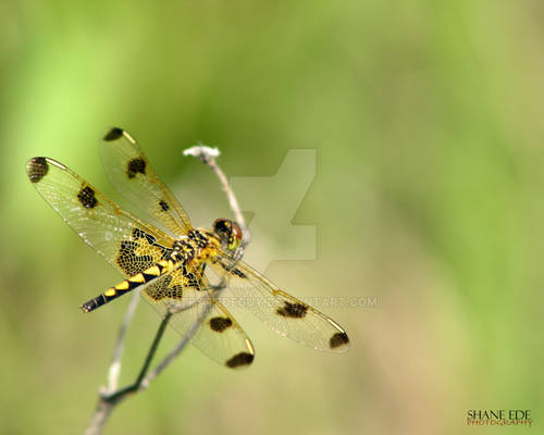 Yellow DragonFly