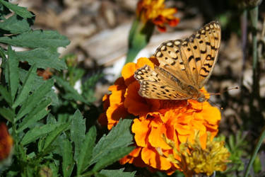 Marigold's Butterfly