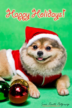 Happy Holidays Dog