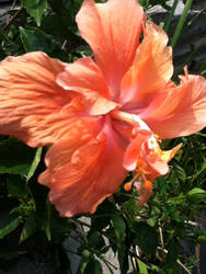 FLOWER CLOSE UP (ORANGE)