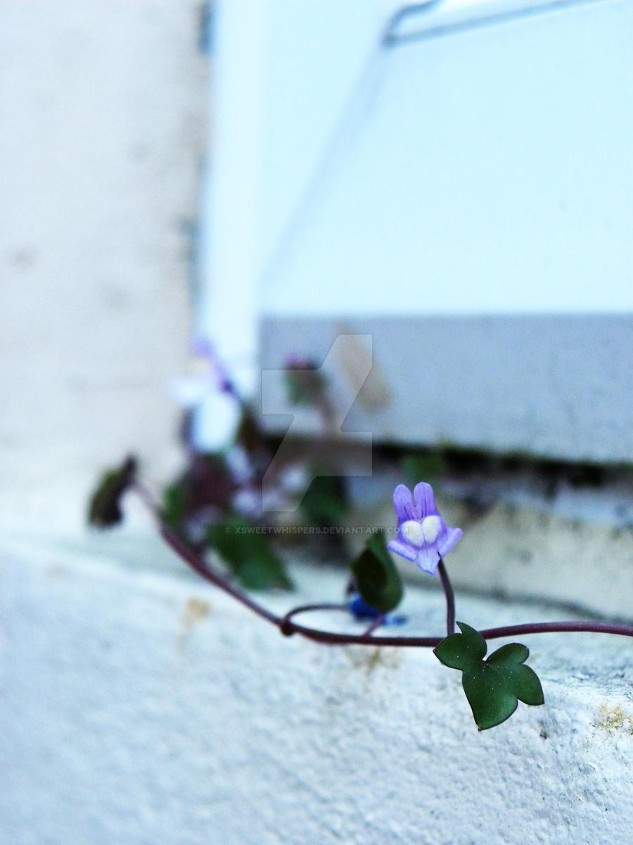 Bunny-Eared Flower?