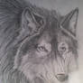 The wolfie