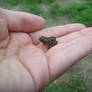 Little frog?