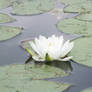 flower of a lilypad