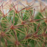 Cactus spider