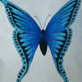Blue butterfly