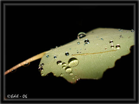 Another leaf with waterdrops