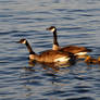 Canada Geese and Goslings