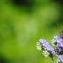 Lavender and Wings