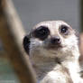 Meerkat