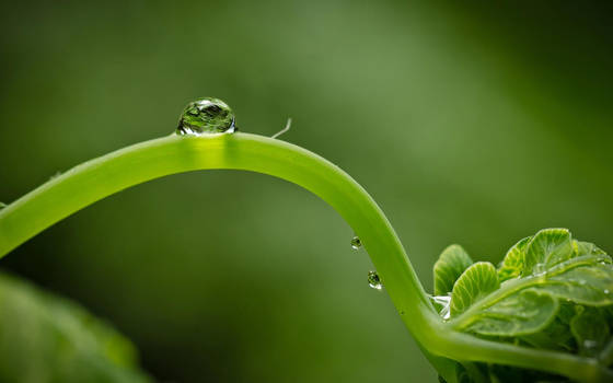 A Drop Of Life