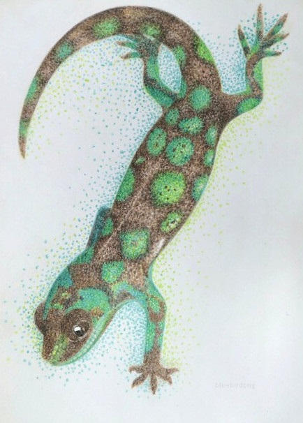 Starry Gecko Starry Tree Gecko by bluebirdpng on DeviantArt