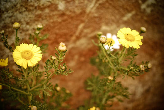 fiesta island flowers