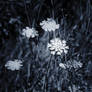 scraps--queen anne's lace