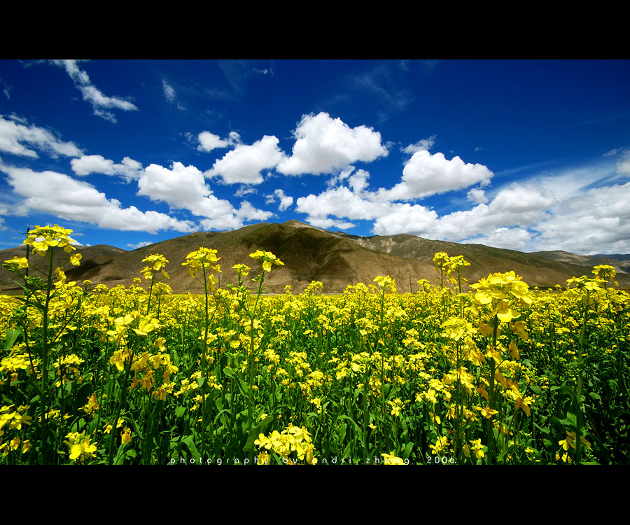 Field of Flowers