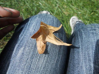 The Leaf on My Lap.