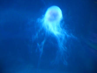 Jellyfish Blue