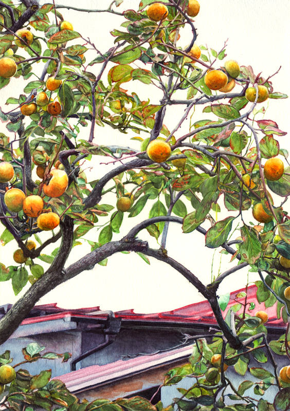 Persimmon tree