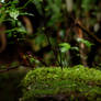 Moss2