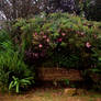 Rose Arch1