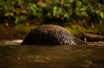 Round Rock on a river by Armathor-Stock