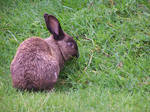 Rabbit1 by Armathor-Stock