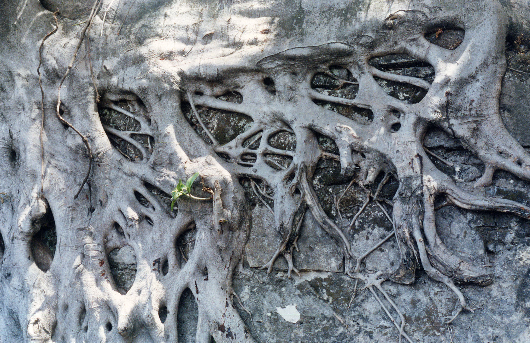 Roots1