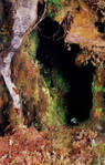Tree Cave
