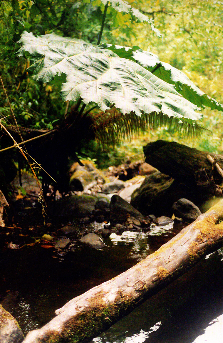 Giant leaf