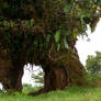 Tree Door 3