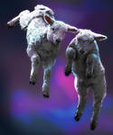 Little Lambs by schlurbi