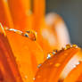 Orange drops III